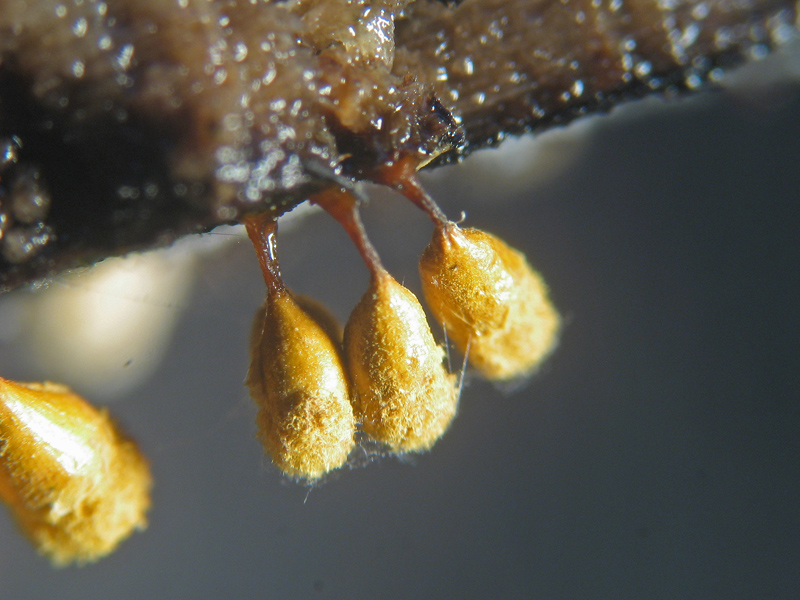 Hemitrichia sp.